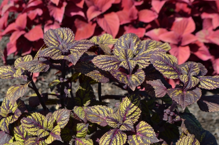 'Fishnet Stockings' - Coleus Solenostemon scutellarioides 'Fishnet Stockings' - Coleus Solenostemon scutellarioides