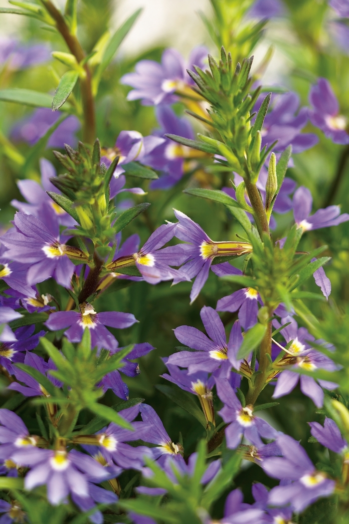 Fan Flower - Scaevola aemula 'Whirlwind Blue' Fan Flower - Scaevola aemula 'Whirlwind Blue'