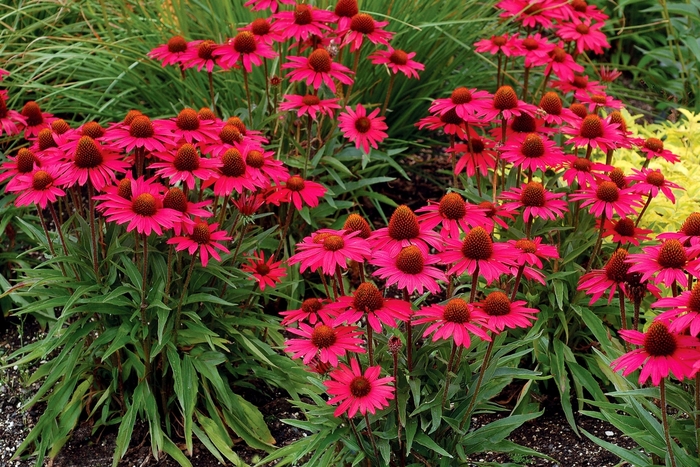 Coneflower - Echinacea Dream™ 'Glowing Dream'