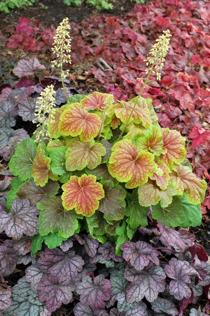 Coral Bells - Heuchera 'Delta Dawn'