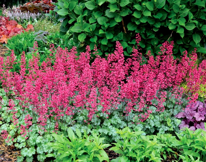 Coral Bells - Heuchera 'Paris'