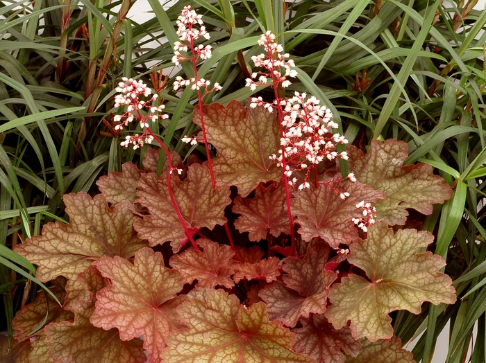 Coral Bells - Heuchera 'Rio' Coral Bells - Heuchera 'Rio'