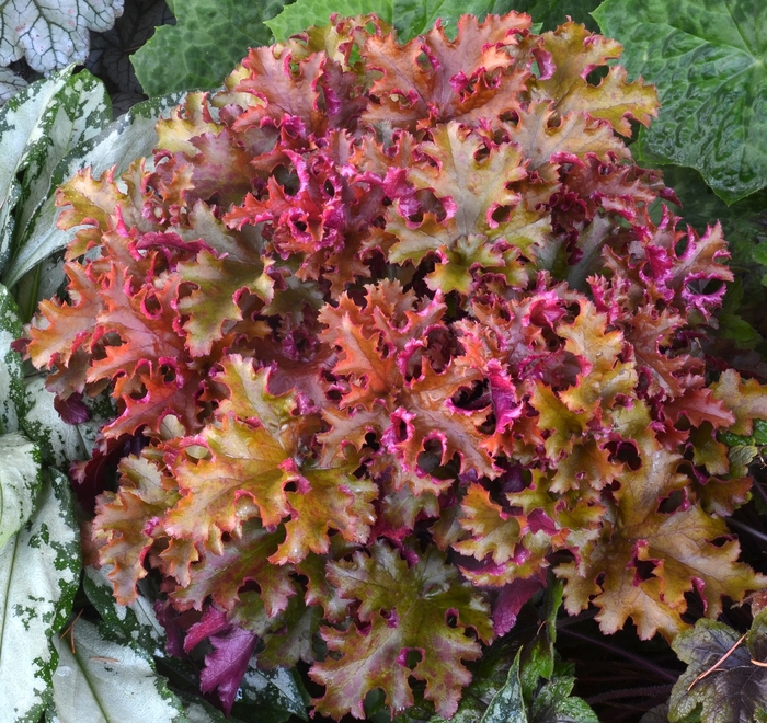 Coral Bells - Heuchera 'Zipper' Coral Bells - Heuchera 'Zipper'