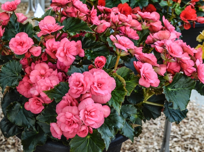 Begonia - Begonia 'Dragone Dusty Rose' Begonia - Begonia 'Dragone Dusty Rose'