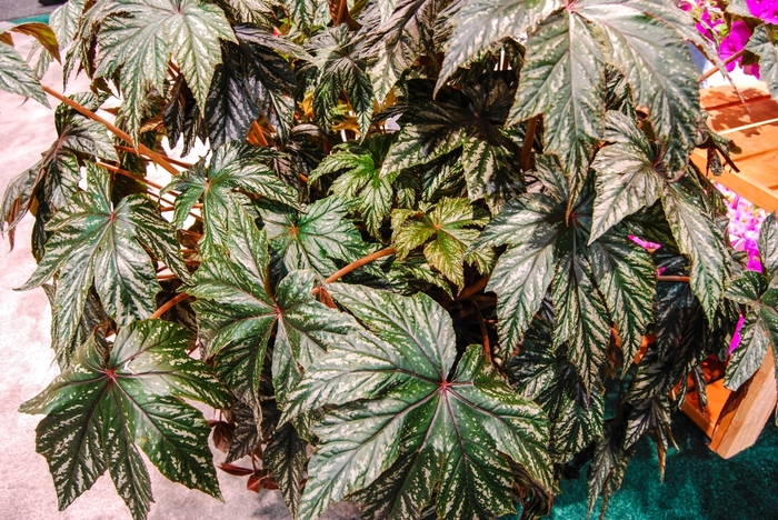 Begonia, Rex - Begonia x hybrida 'Gryphon' Begonia, Rex - Begonia x hybrida 'Gryphon'