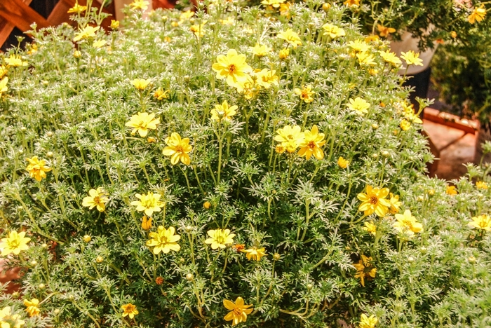 Goldilocks Rocks® Bidens - Bidens ferulifolia 'Goldilocks Rocks®' 22271 (Bidens)