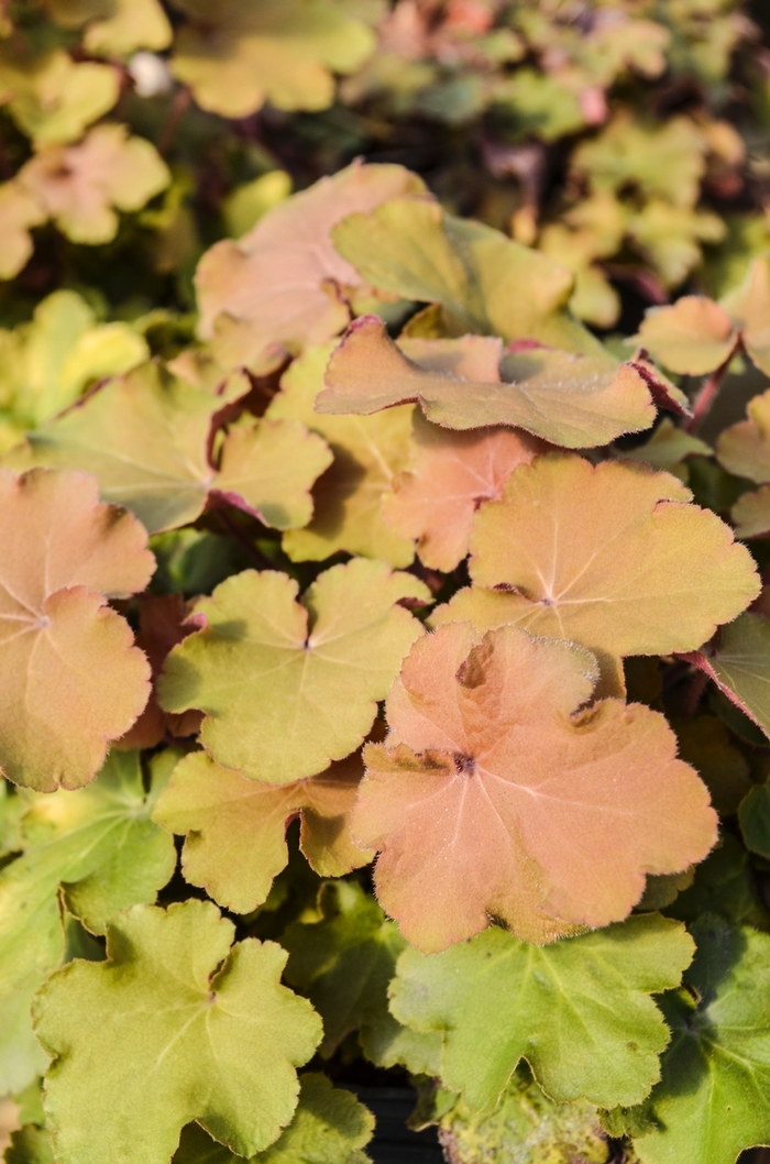 Coral Bells - Heuchera 'Caramel' 