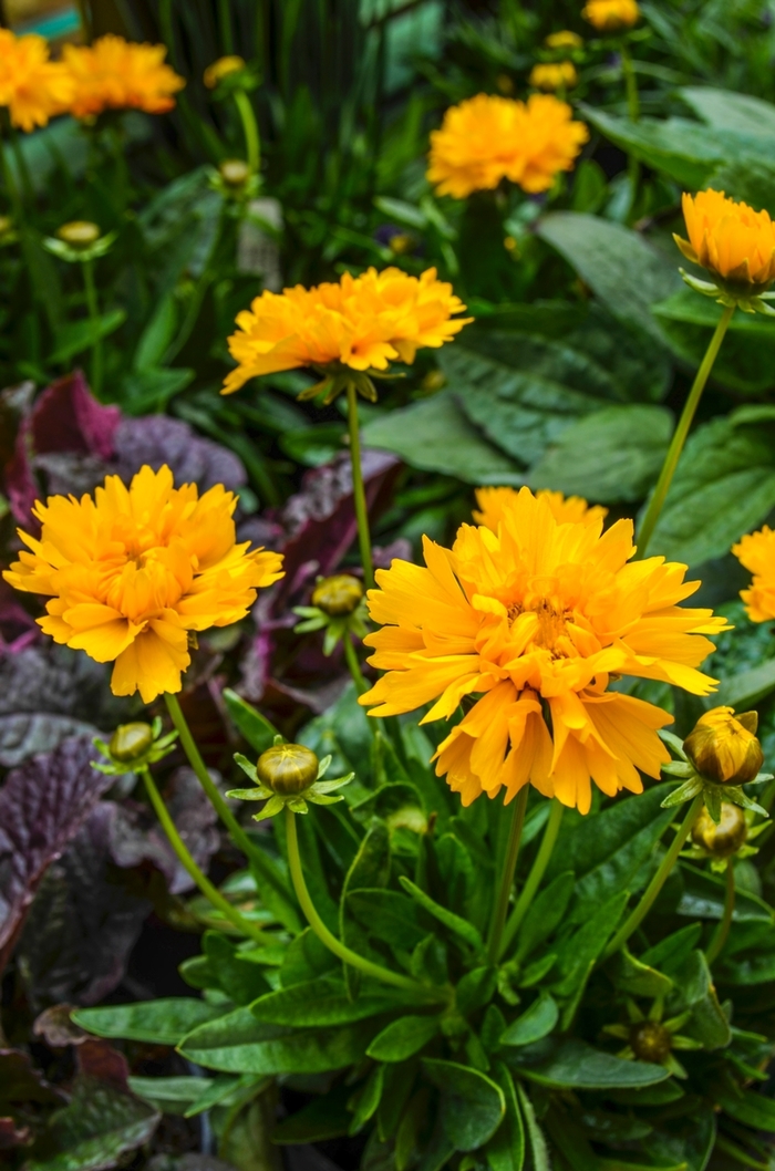 Tickseed - Coreopsis grandiflora 'Early Sunrise'