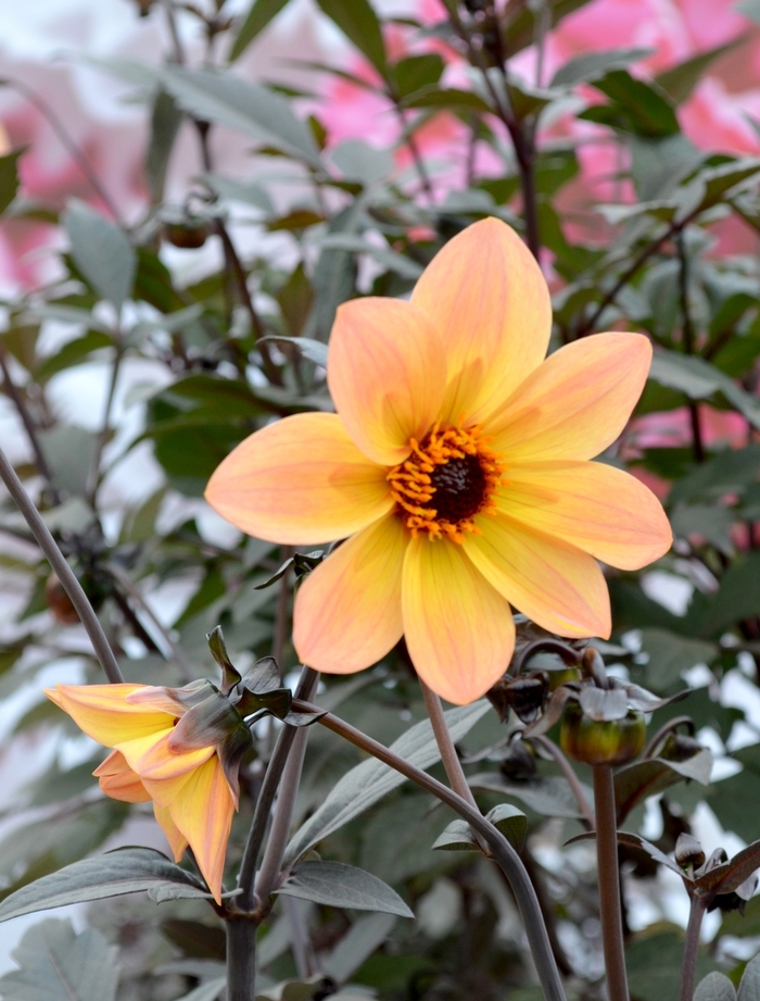 Dahlia variabilis | Mystic™ Haze | Ebert’s Greenhouse