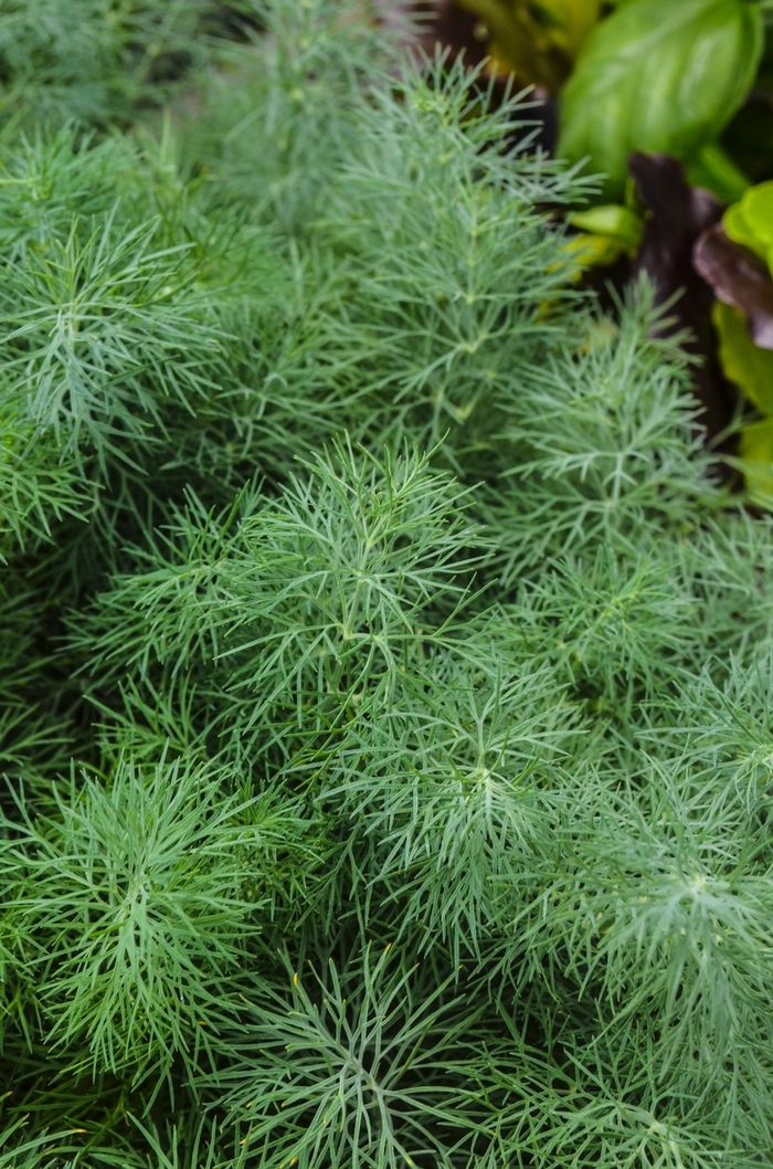 Dill - Anethum graveolens 'Fernleaf' Dill - Anethum graveolens 'Fernleaf'