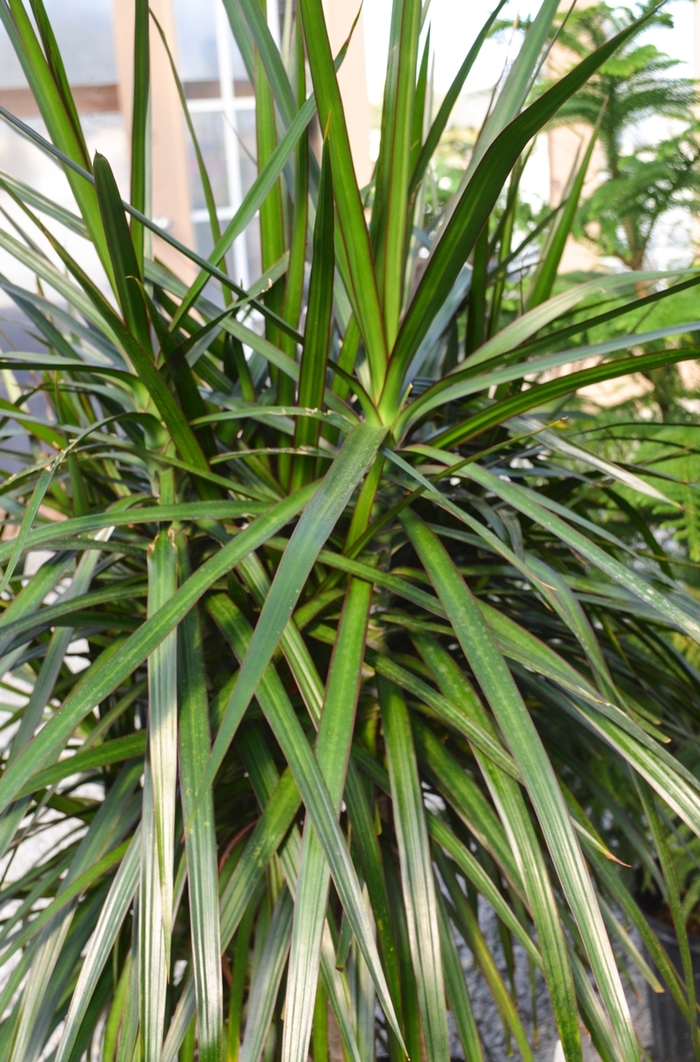 'Rainbow' Dragon Tree - Dracaena marginata 'Rainbow' Dragon Tree - Dracaena marginata