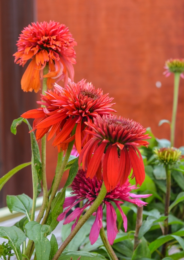 Double Scoop™ Raspberry - Echinacea hybrid Double Scoop™ Raspberry - Echinacea hybrid