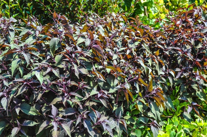 Joe-Pye Weed - Eupatorium rugosum 'Chocolate'