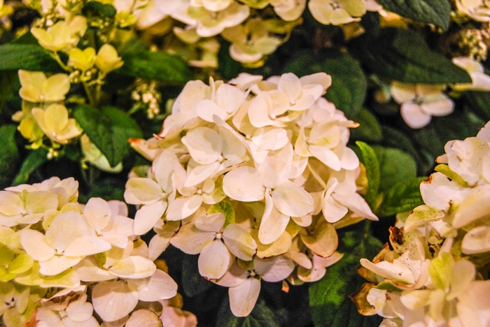 White Diamonds® - Panicle Hydrangea White Diamonds® - Panicle Hydrangea