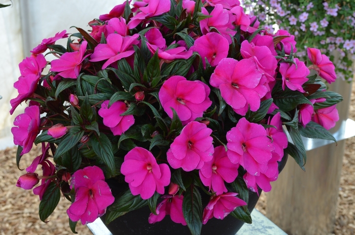 Impatiens, New Guinea - Impatiens 'Magnum Blue' Impatiens, New Guinea - Impatiens 'Magnum Blue'