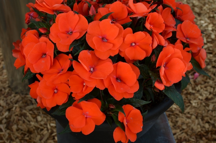Impatiens, New Guinea - Impatiens 'Magnum Orange' Impatiens, New Guinea - Impatiens 'Magnum Orange'