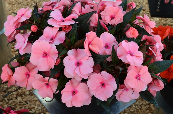 Impatiens, New Guinea - Impatiens 'Magnum Pink' Impatiens, New Guinea - Impatiens 'Magnum Pink'