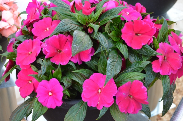 Impatiens, New Guinea - Impatiens 'Magnum Purple' Impatiens, New Guinea - Impatiens 'Magnum Purple'