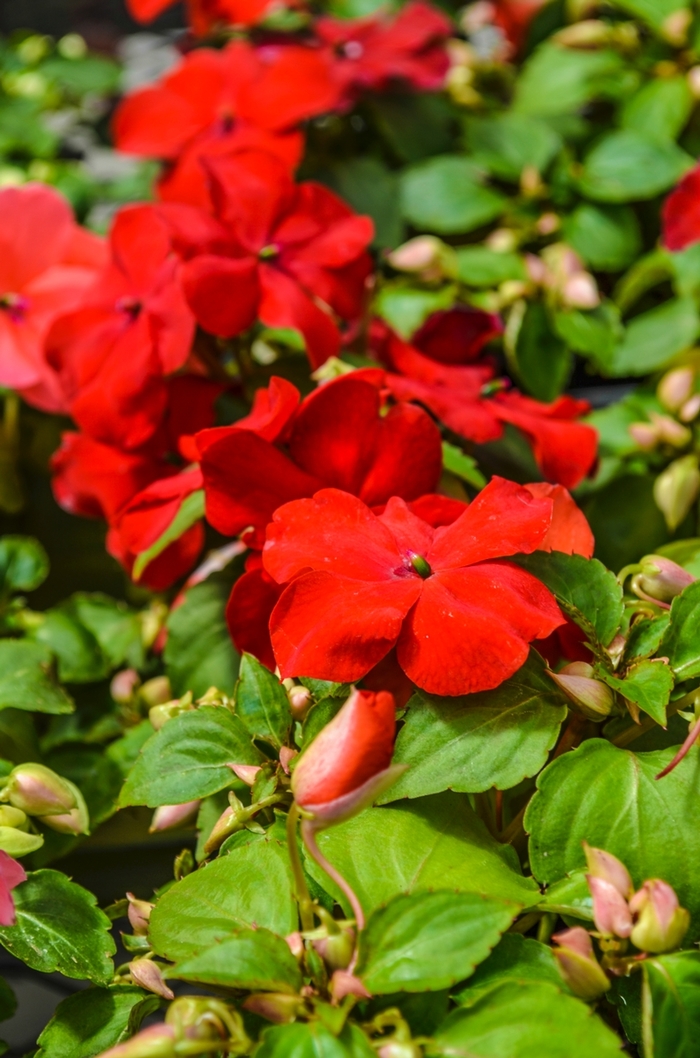 Impatiens - Impatiens walleriana 'Super Elfin® XP Red' Impatiens - Impatiens walleriana 'Super Elfin® XP Red'