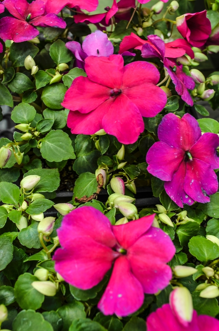 Impatiens - Impatiens walleriana 'Super Elfin® XP Violet' Impatiens - Impatiens walleriana 'Super Elfin® XP Violet'