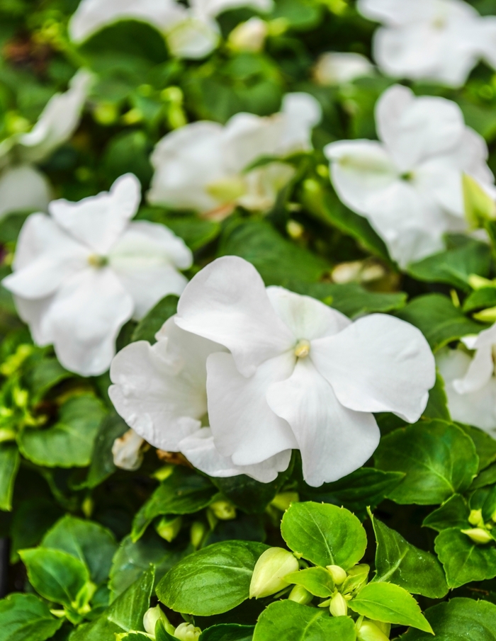 Impatiens - Impatiens walleriana 'Super Elfin® XP White' Impatiens - Impatiens walleriana 'Super Elfin® XP White'