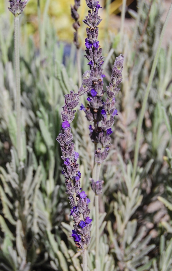 Lavender - Lavendula 'Goodwin Creek Grey' Lavender - Lavendula 'Goodwin Creek Grey'