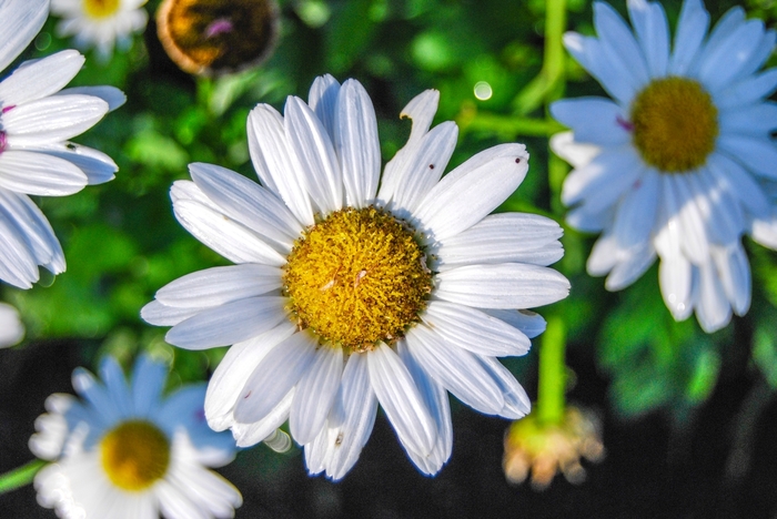 Shasta Daisy - Leucanthemum superbum 'Snow Lady' Shasta Daisy - Leucanthemum superbum 'Snow Lady'