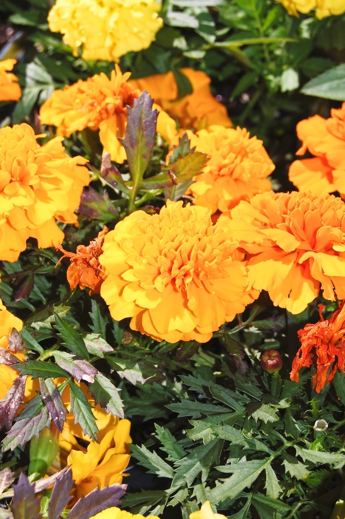 Marigold - Tagetes erecta 'Inca II Orange' Marigold - Tagetes erecta 'Inca II Orange'