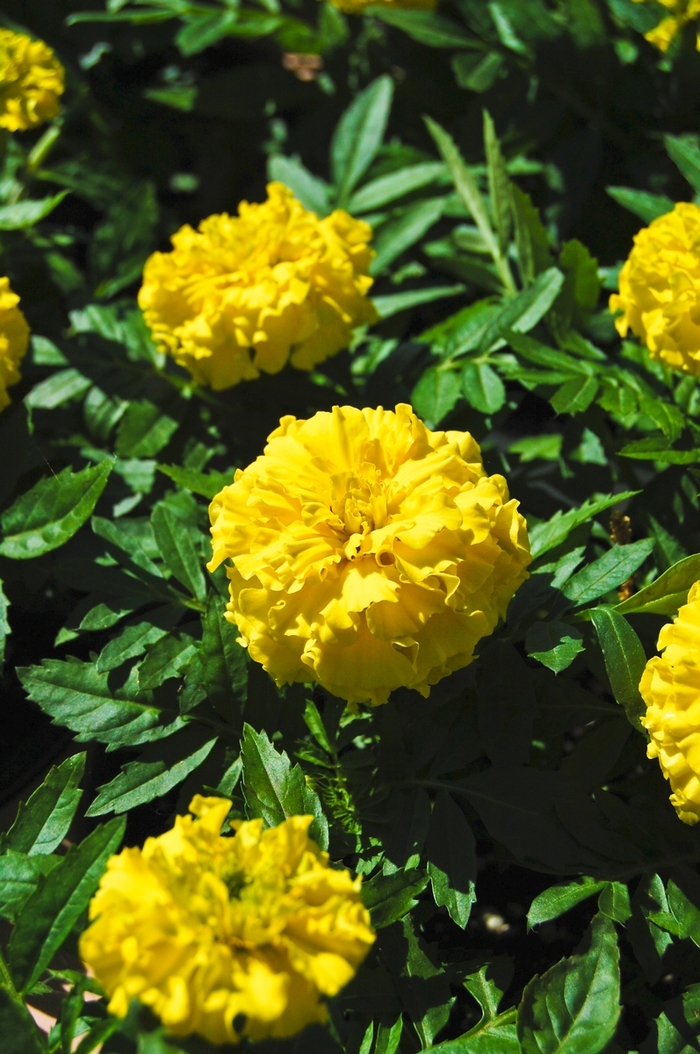 Marigold - Tagetes erecta 'Inca II Yellow' Marigold - Tagetes erecta 'Inca II Yellow'