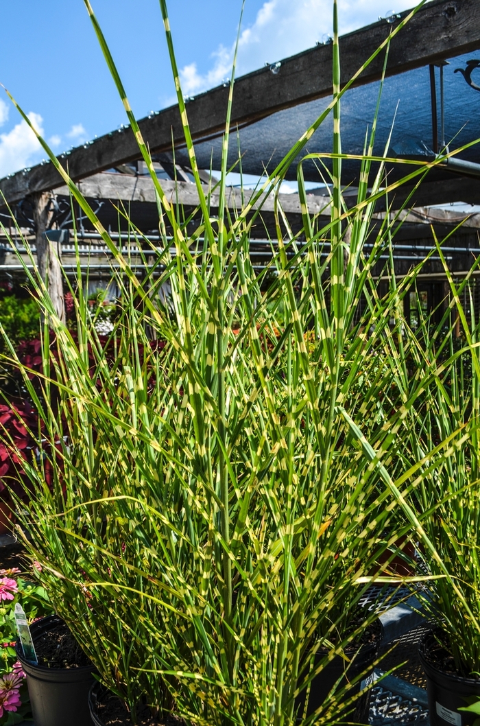 Porcupine Grass - Miscanthus sinensis 'Strictus'