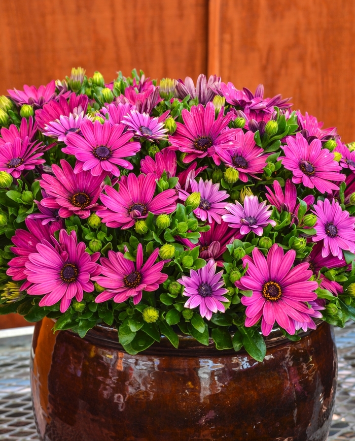 Serenity™ Dark Purple - Osteospermum Serenity™ Dark Purple - Osteospermum