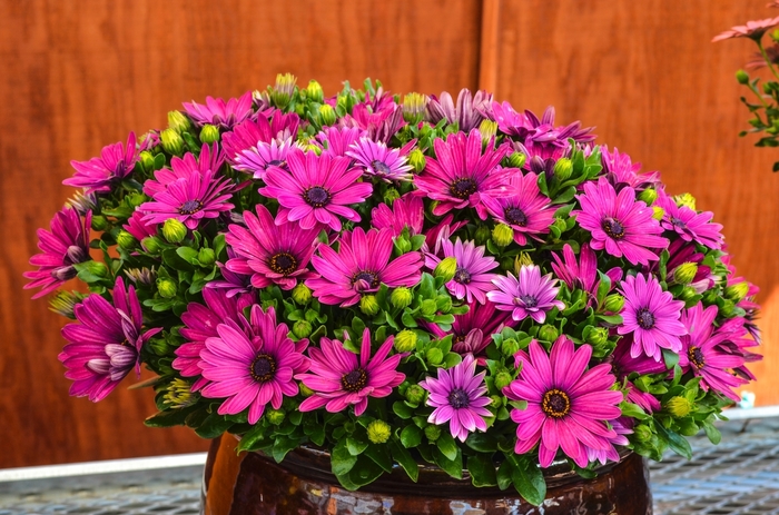 Osteospermum - Osteospermum ecklonis 'Serenity™ Dark Purple'