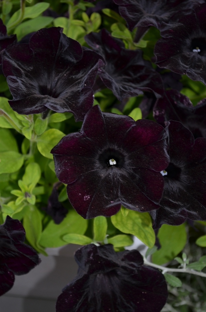 Petunia - Petunia x hybrida 'Crazytunia® 'Black Mamba'' Petunia - Petunia x hybrida 'Crazytunia® 'Black Mamba''