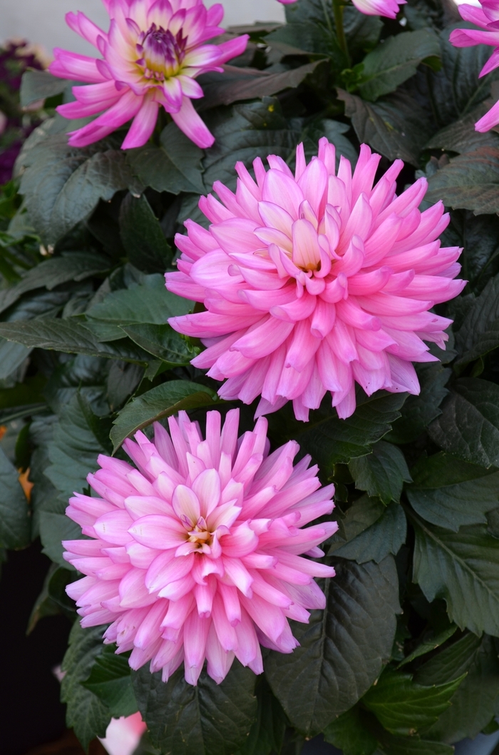 Dahlia - Dahlia 'XXL Veracruz' Dahlia - Dahlia 'XXL Veracruz'
