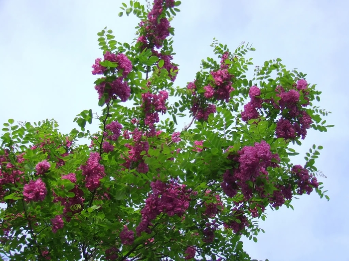 Purple robe Black Locust - Robinia pseudoacacia 'Purple robe' (Black Locust) Purple robe Black Locust - Robinia pseudoacacia 'Purple robe' (Black Locust)