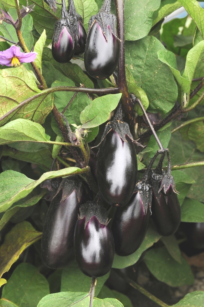 Eggplant - Patio Baby F1