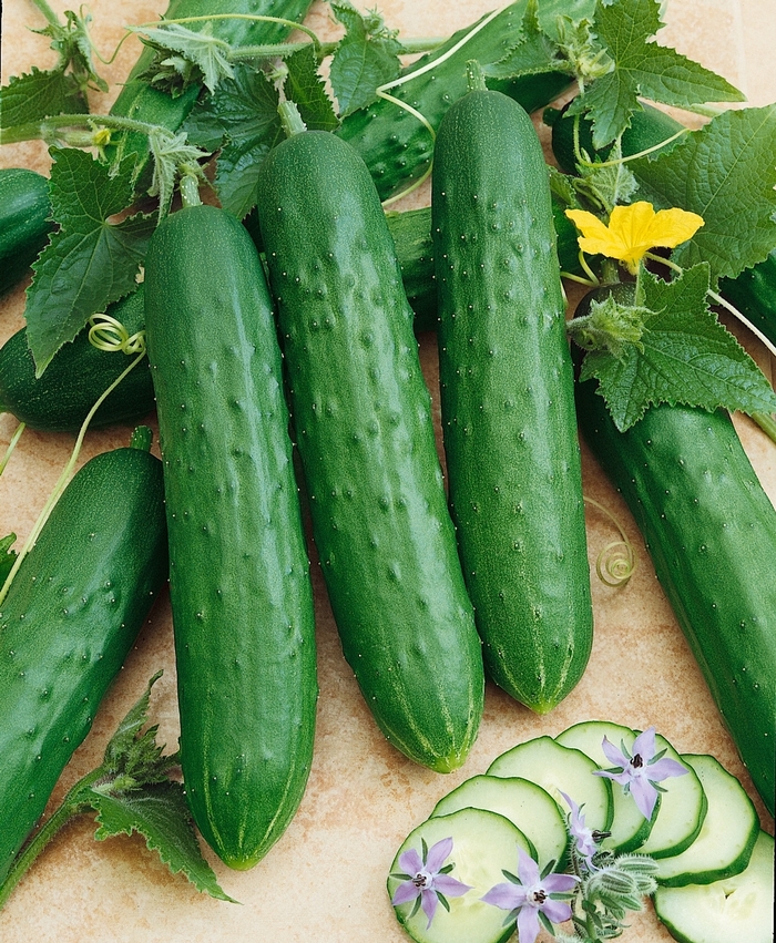 Cucumber - Cucumis sativus 'Saladmore Bush' Cucumber - Cucumis sativus 'Saladmore Bush'