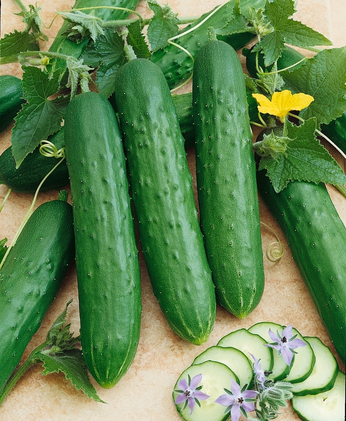 Cucumber - Cucumis sativus 'Saladmore Bush' 