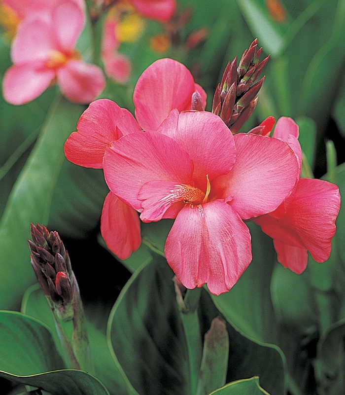 Canna - Canna 'Tropical Rose' 