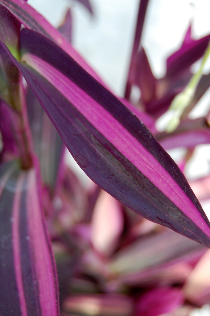 Setcreasea - Setcreasea 'Pink Stripes™' Setcreasea - Setcreasea 'Pink Stripes™'