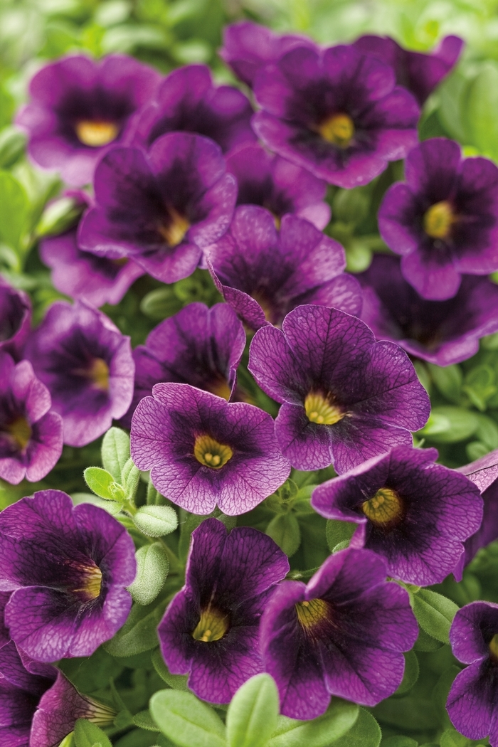 Superbells® Grape Punch - Calibrachoa hybrid