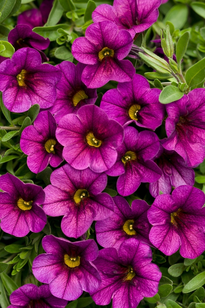 Superbells® Plum - Calibrachoa 'Plum' 17679 (Calibrachoa) Superbells® Plum - Calibrachoa 'Plum' 17679 (Calibrachoa)