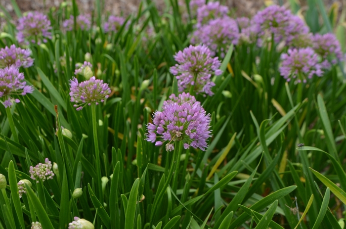 Ornamental Onion - Allium 'Millennium' Ornamental Onion - Allium 'Millennium'