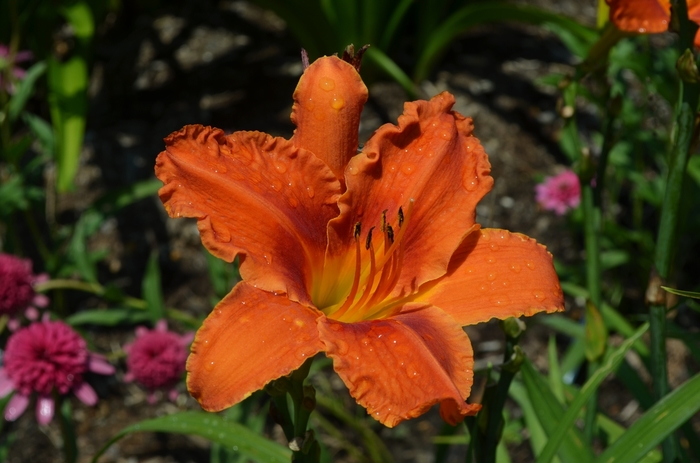Daylily - Hemerocallis 'Alabama Jubilee' Daylily - Hemerocallis 'Alabama Jubilee'