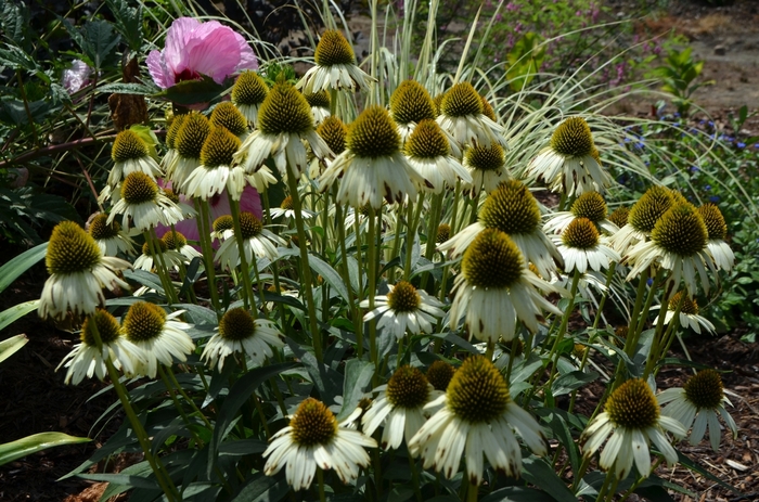 Coneflower - Echinacea 'Cleopatra' Coneflower - Echinacea 'Cleopatra'