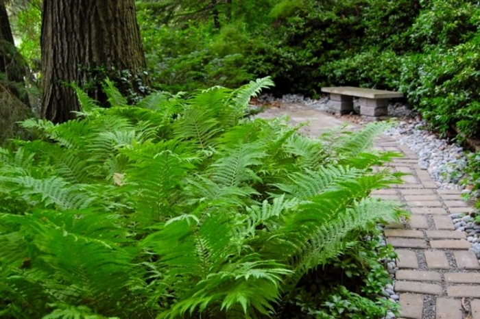 Cinnamon fern - Osmundastrum cinnamomea Cinnamon fern - Osmundastrum cinnamomea