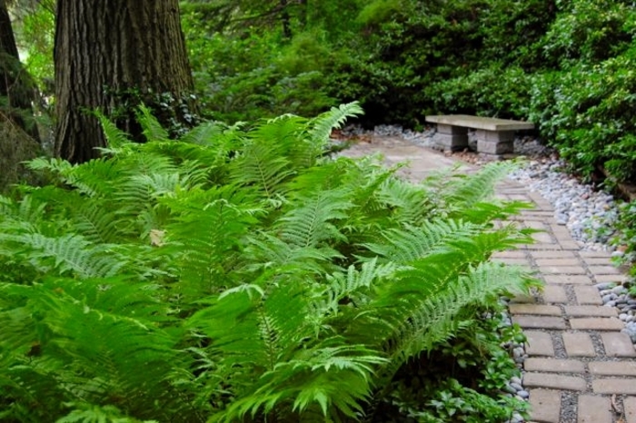 Cinnamon fern - Osmundastrum cinnamomea