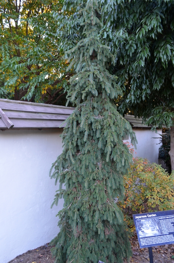 'Pendula' Weeping White Spruce - Picea glauca 'Pendula' Weeping White Spruce - Picea glauca