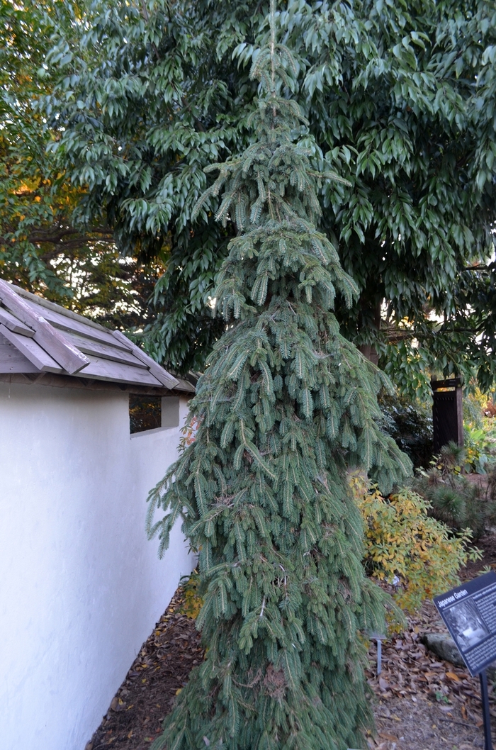 'Pendula' Weeping White Spruce - Picea glauca 'Pendula' Weeping White Spruce - Picea glauca