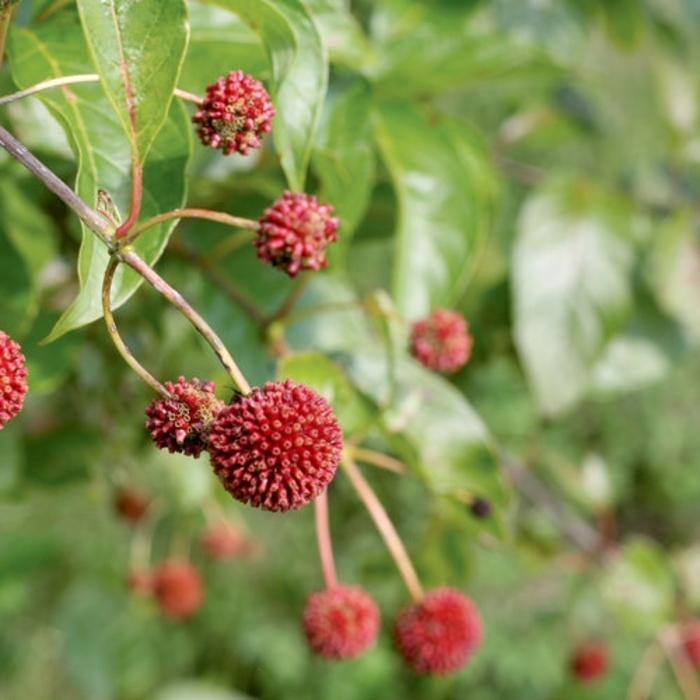 'Sugar Shack®' Buttonbush - Cephalanthus occidentalis